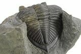 Fossil Zlichovaspis Trilobite - Atchana, Morocco #347300-4